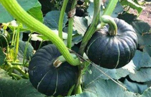 夸克吃网红的瓜,夸克探秘美食江湖